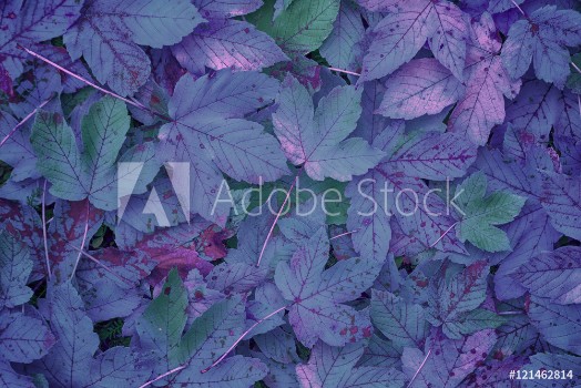 Bild på Beautiful purple colored autumn season maple leaves background